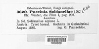 Puccinia soldanellae image